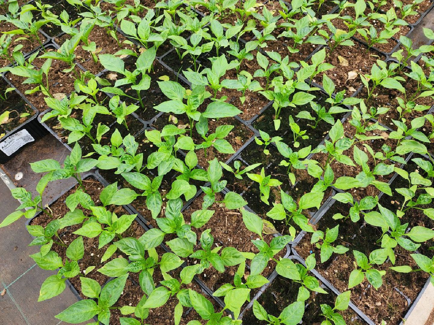 чехов, экономика, тепличный комплекс, рассада, цветы,