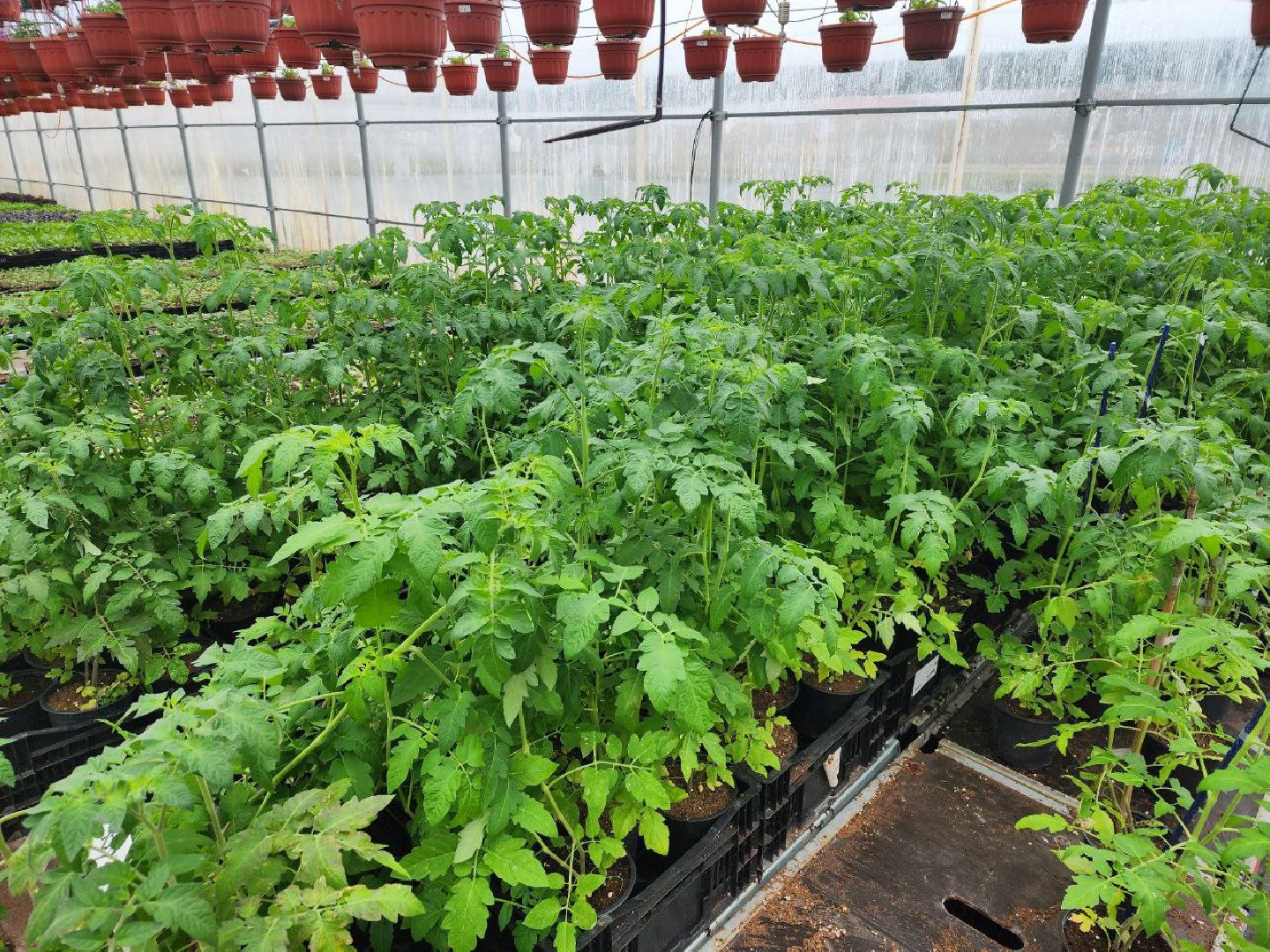 чехов, экономика, тепличный комплекс, рассада, цветы,