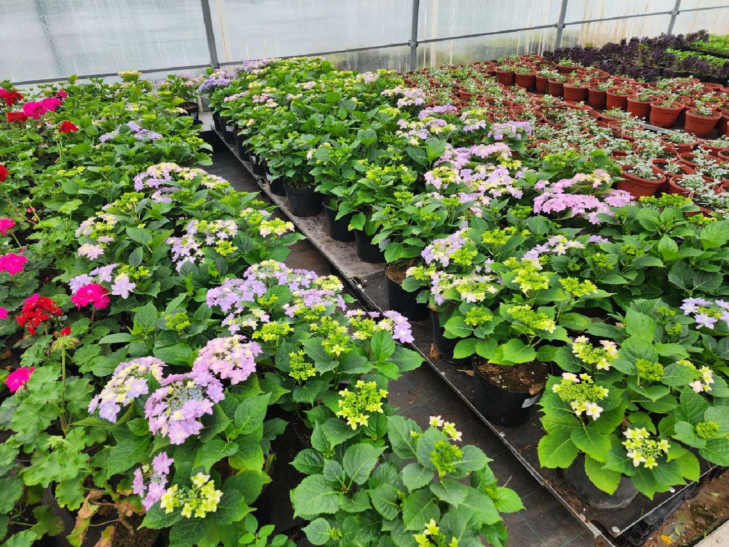 чехов, экономика, тепличный комплекс, рассада, цветы,