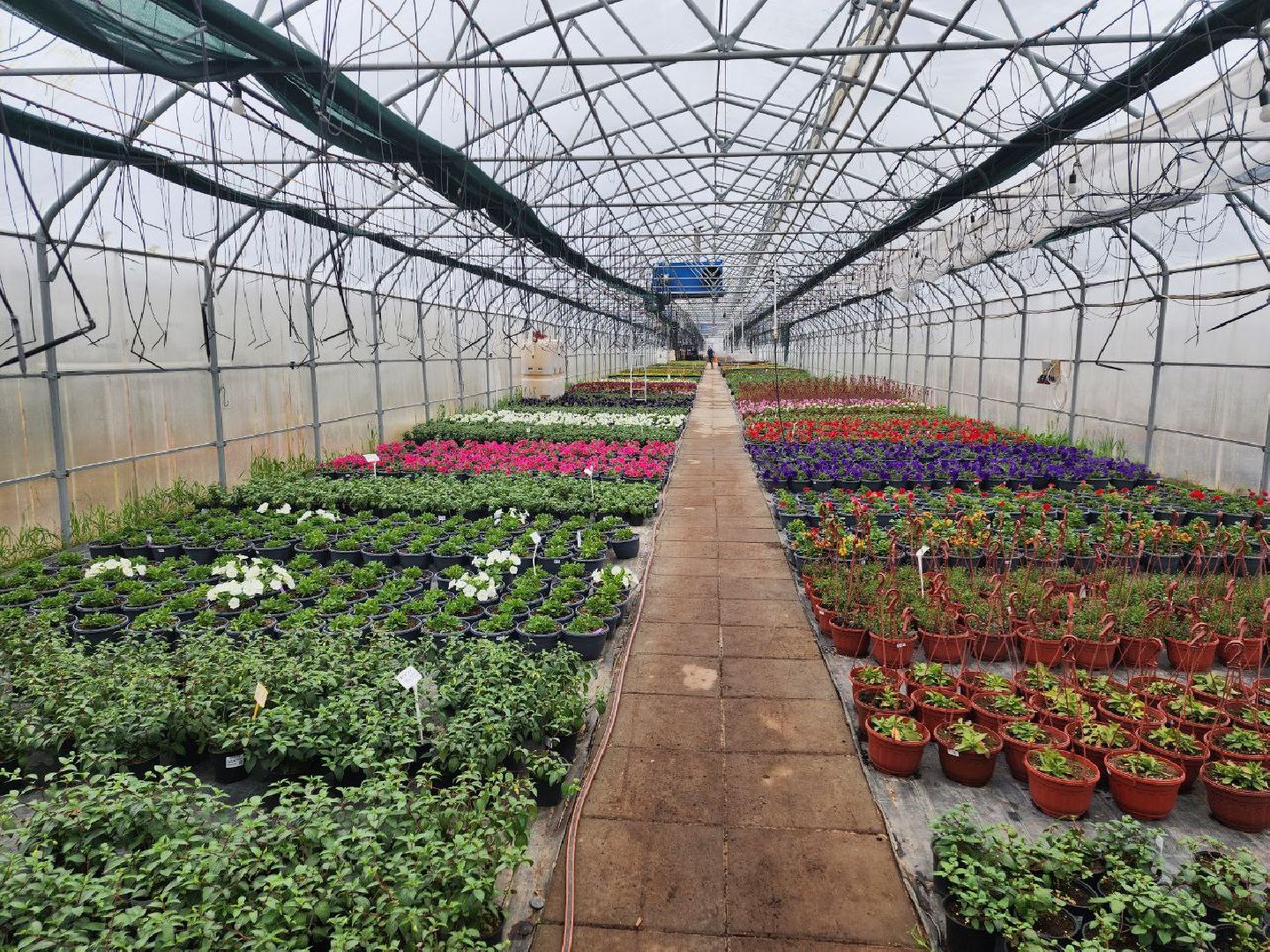 чехов, экономика, тепличный комплекс, рассада, цветы,