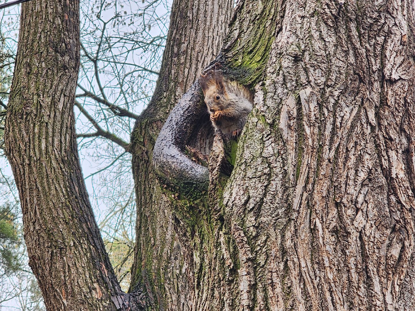 белки, кормушки, лес, Старая Купавна, Богородский городской округ,