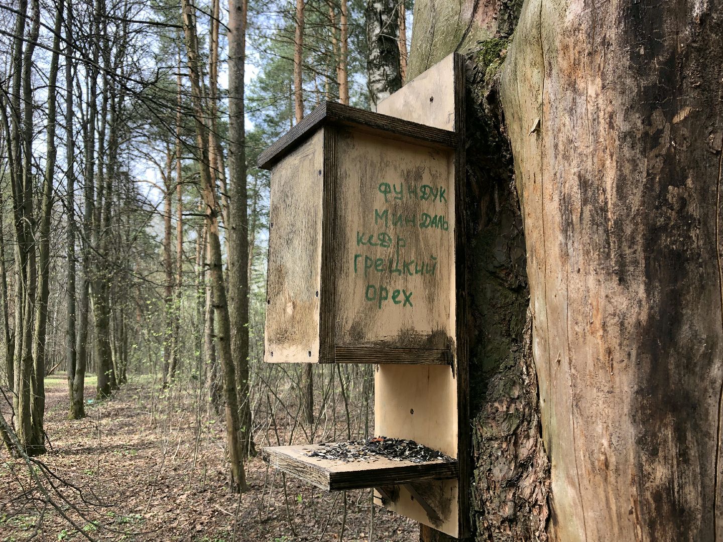 белки, кормушки, лес, Старая Купавна, Богородский городской округ,