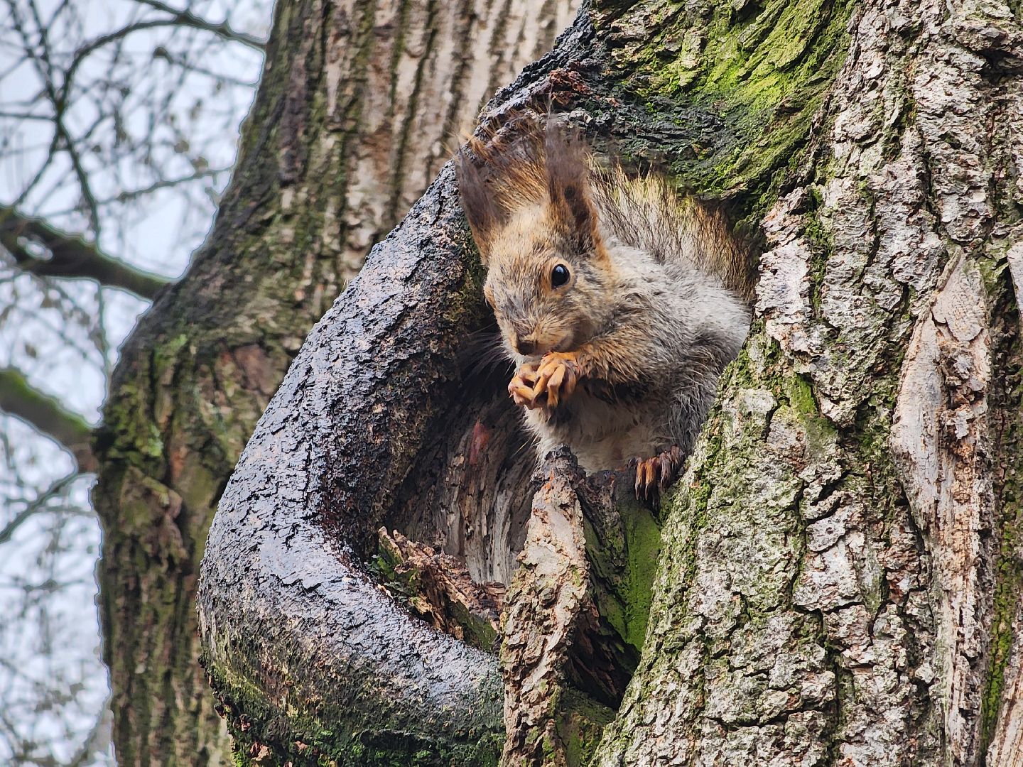 белки, кормушки, лес, Старая Купавна, Богородский городской округ,