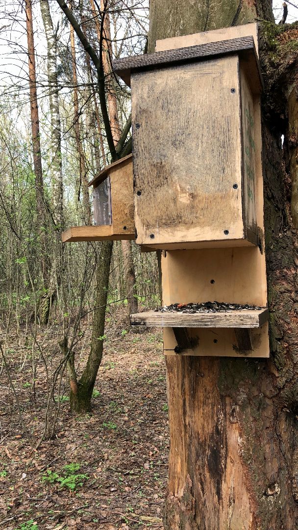 белки, кормушки, лес, Старая Купавна, Богородский городской округ,