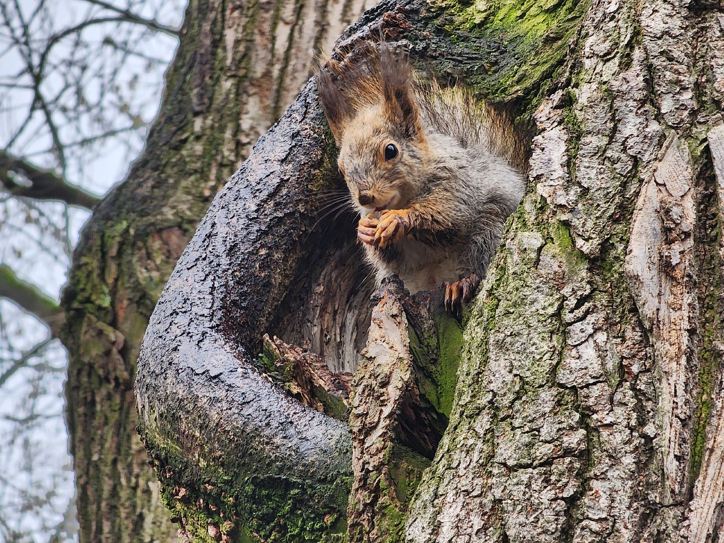 белки, кормушки, лес, Старая Купавна, Богородский городской округ,