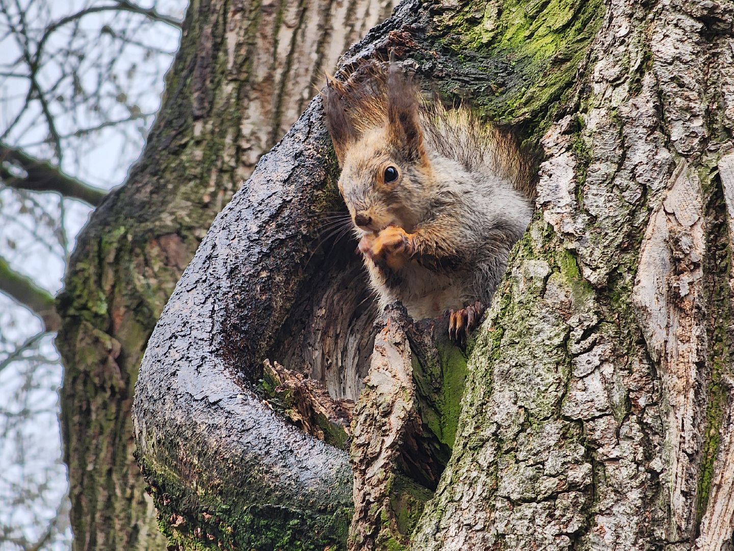 белки, кормушки, лес, Старая Купавна, Богородский городской округ,