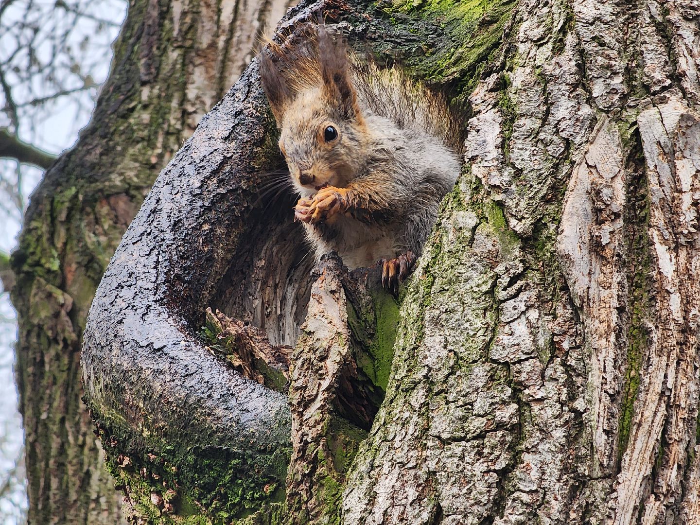 белки, кормушки, лес, Старая Купавна, Богородский городской округ,