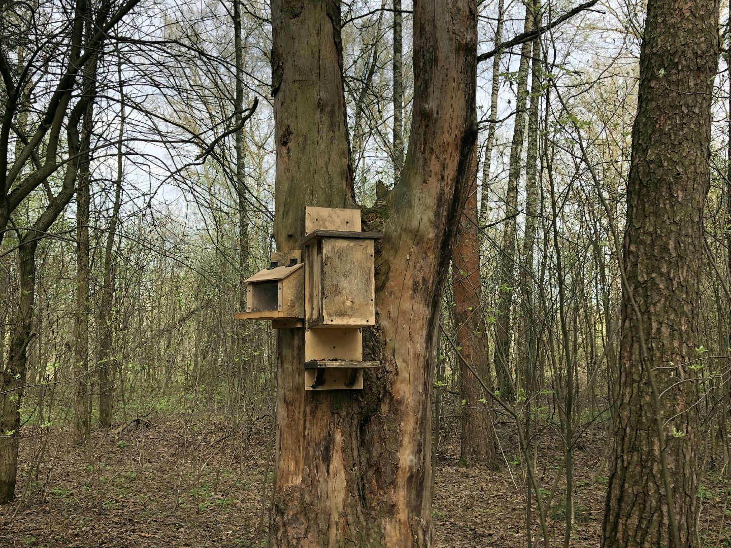 белки, кормушки, лес, Старая Купавна, Богородский городской округ,