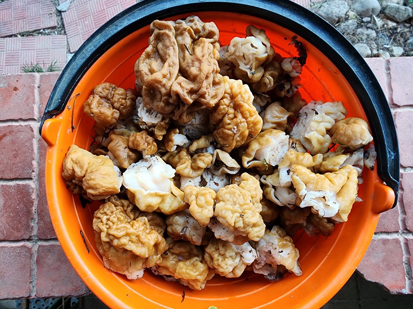 тихая охота, грибы, лес, Старая Купавна, Богородский городской округ,