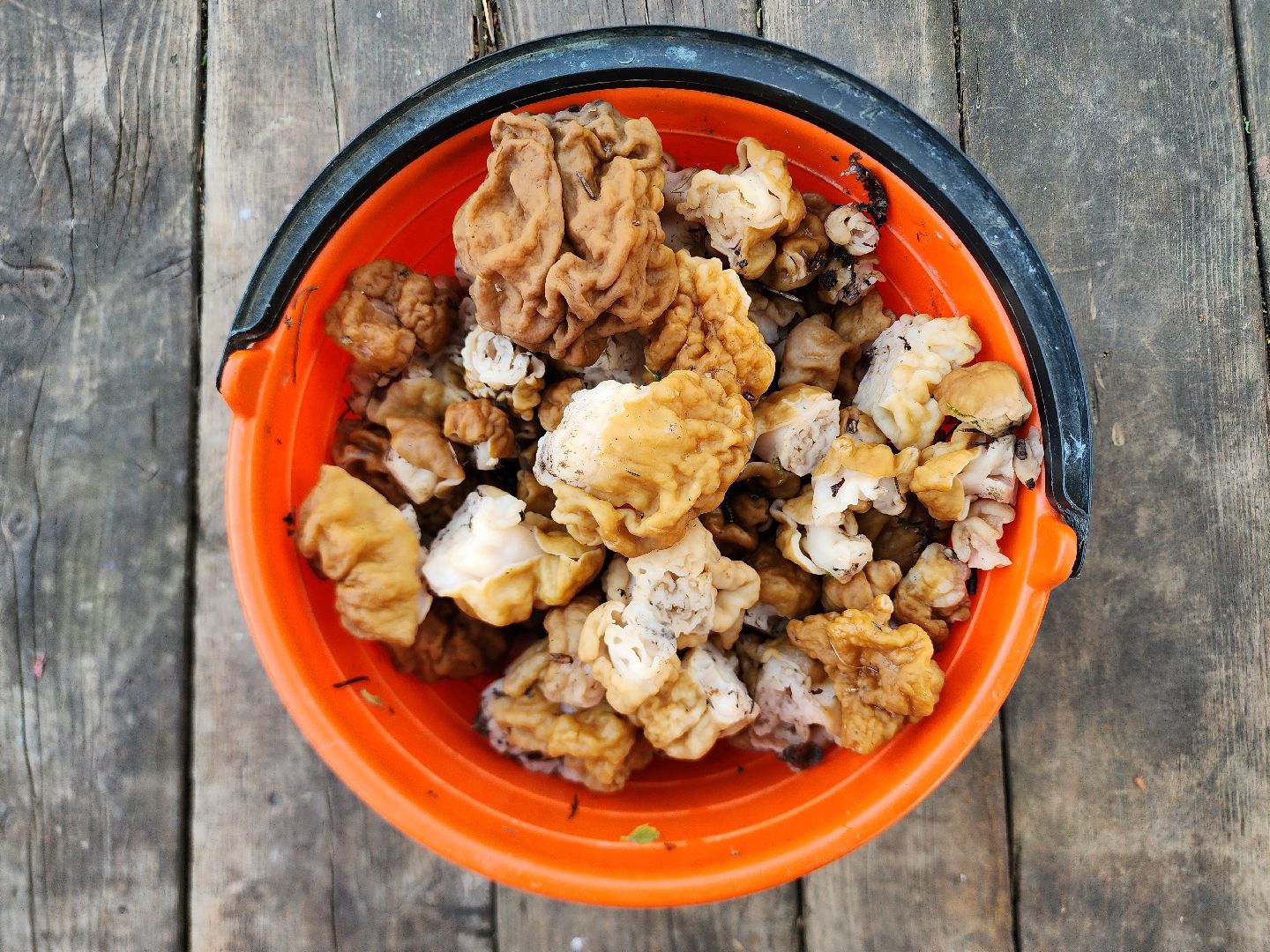 тихая охота, грибы, лес, Старая Купавна, Богородский городской округ,