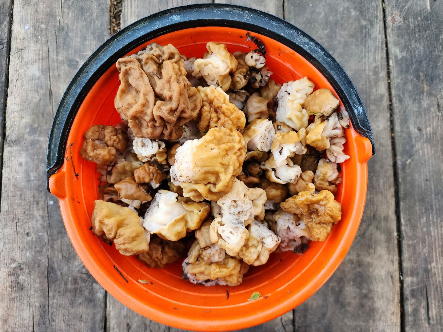 тихая охота, грибы, лес, Старая Купавна, Богородский городской округ,