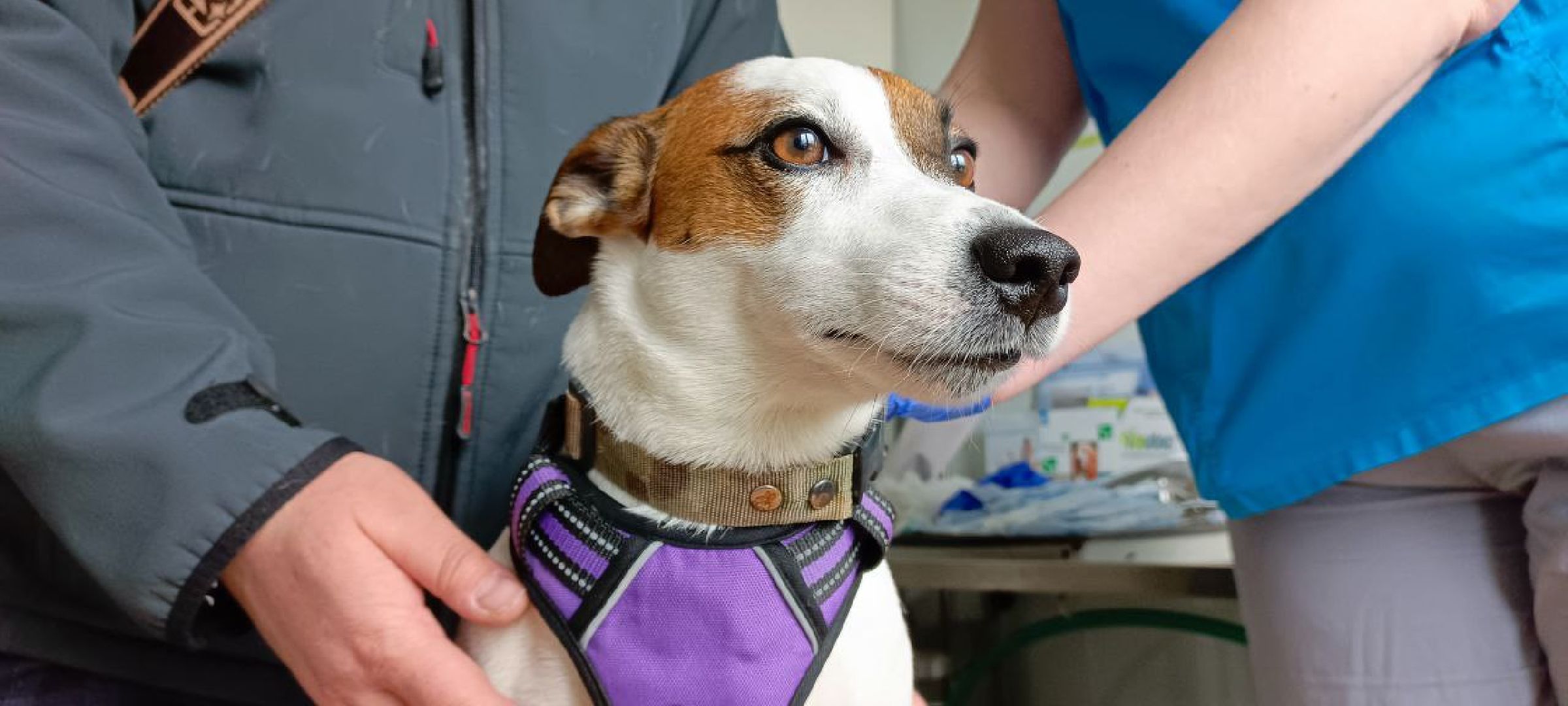 Дмитров, Государственная ветстанция,