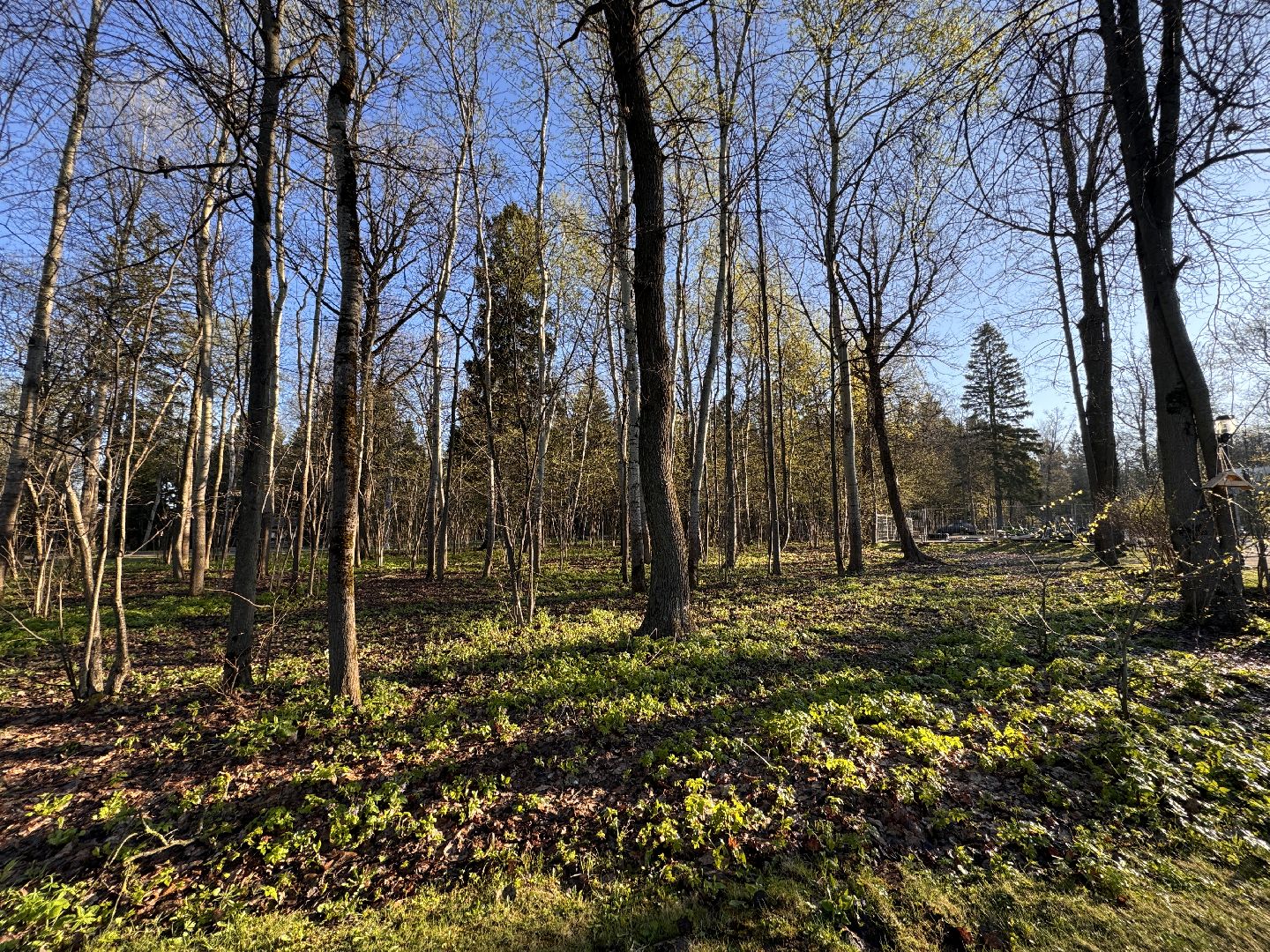 Одинцово, Клещи, обработка от клещей,