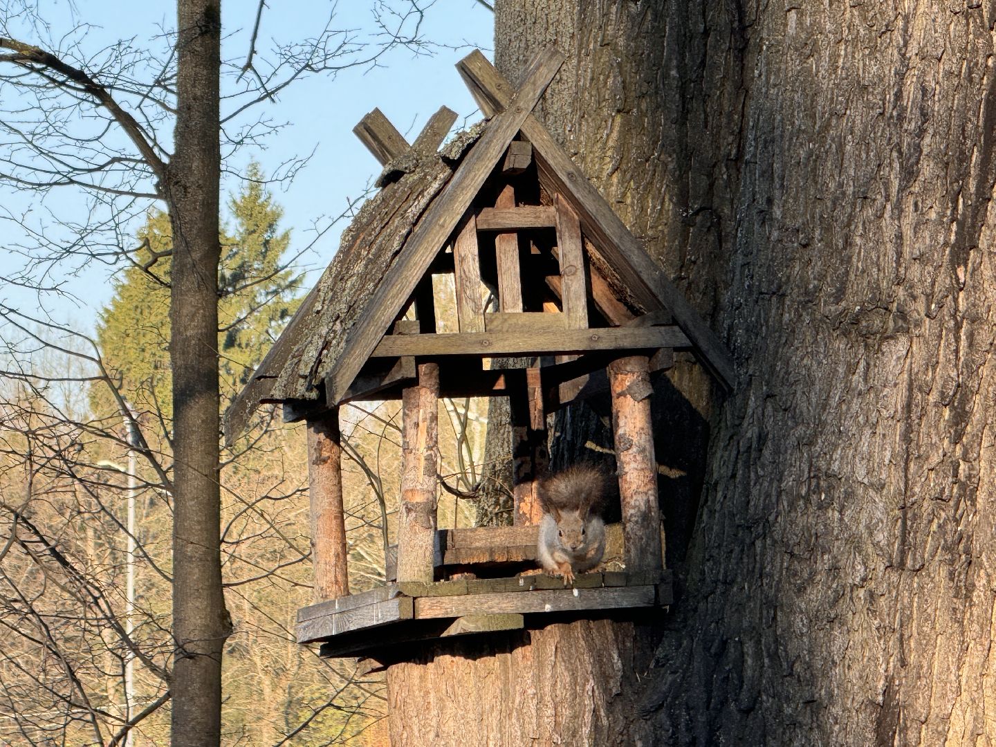 Одинцово, Клещи, обработка от клещей,