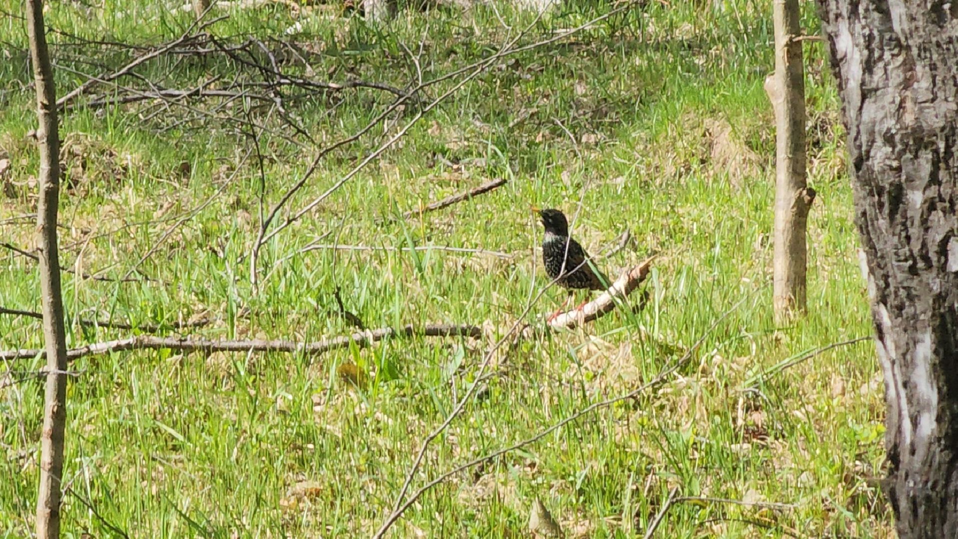 ступино, парки подмосковья, природа подмосковья, перелетные птицы,