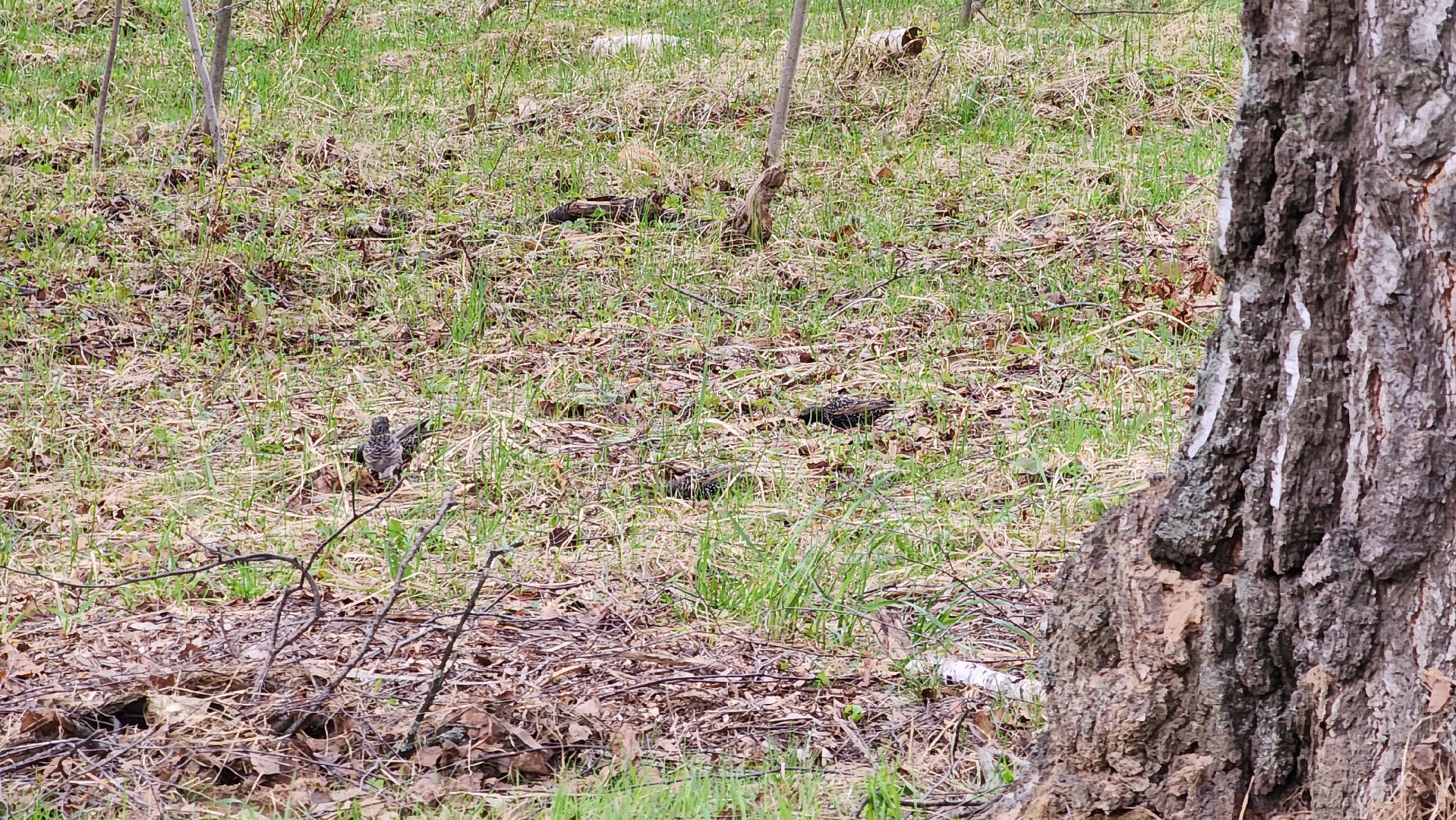 ступино, парки подмосковья, природа подмосковья, перелетные птицы,
