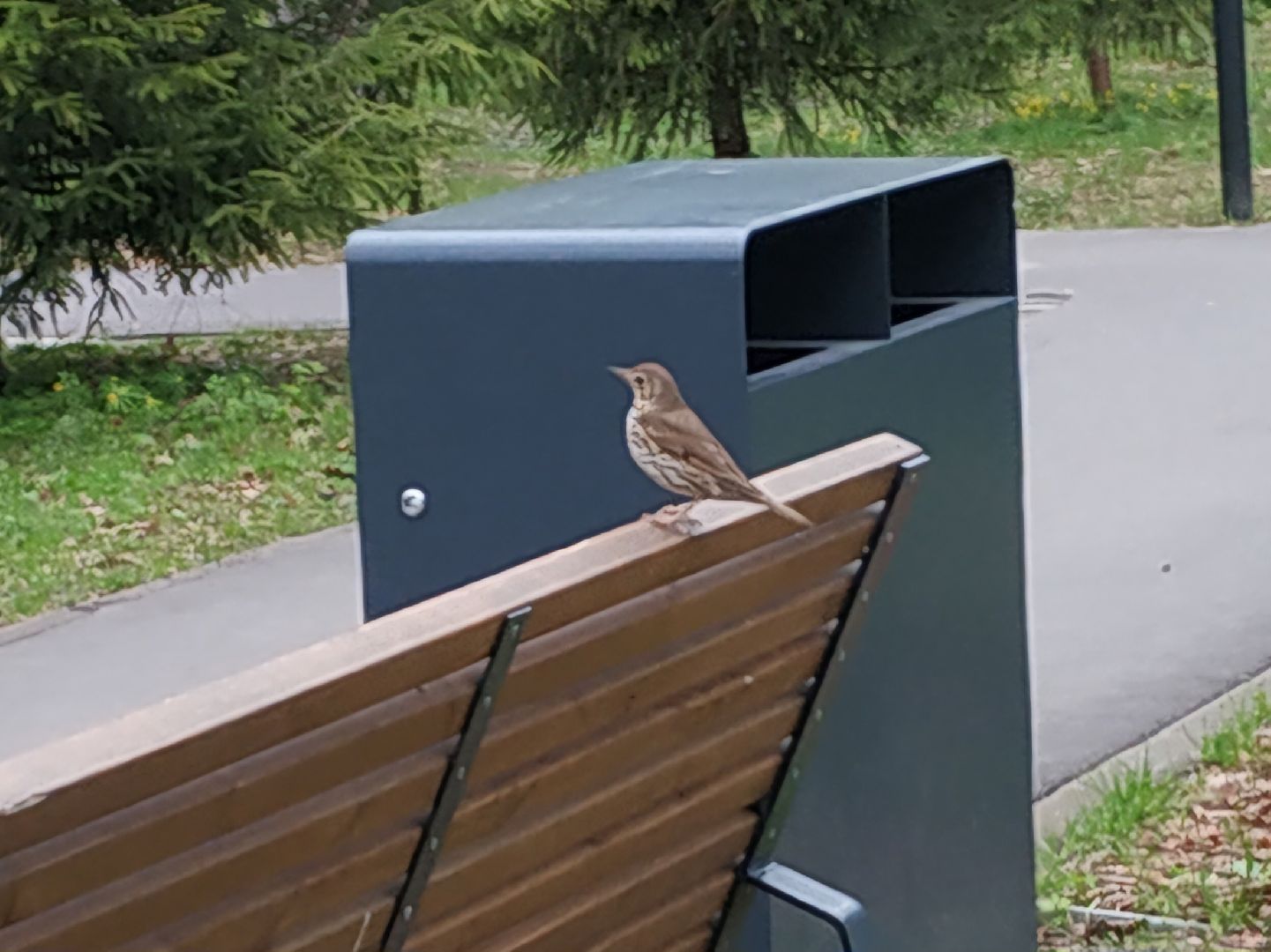 ступино, парки подмосковья, природа подмосковья, перелетные птицы,