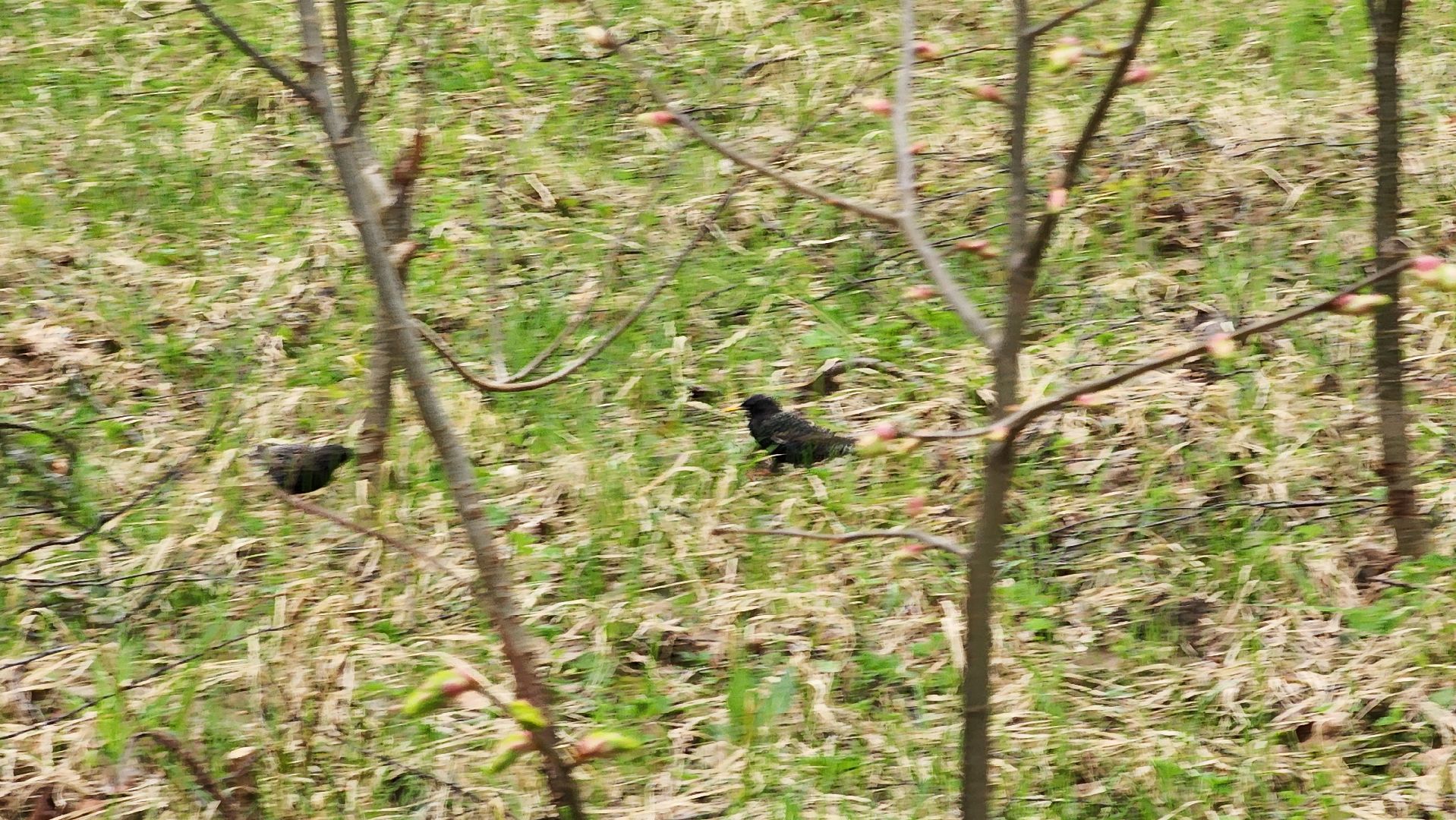 ступино, парки подмосковья, природа подмосковья, перелетные птицы,