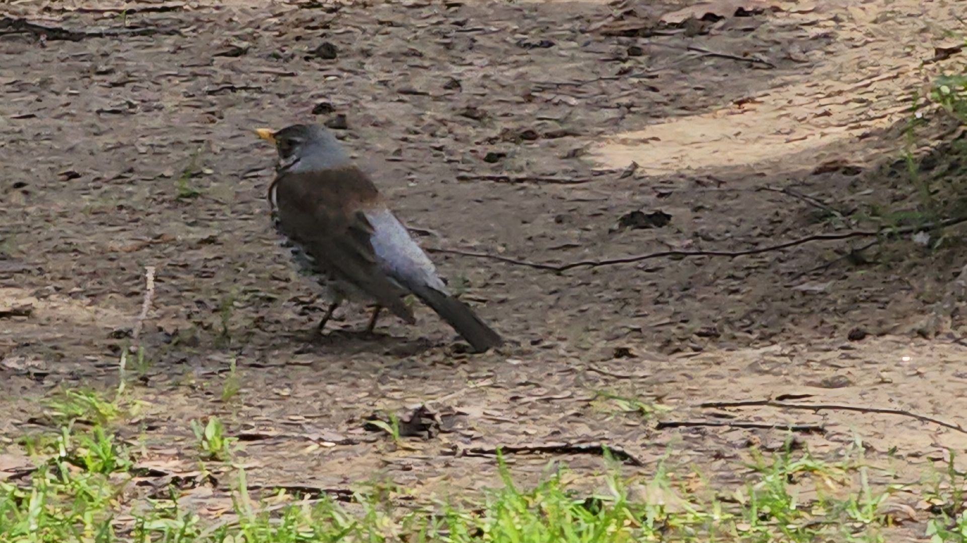 ступино, парки подмосковья, природа подмосковья, перелетные птицы,