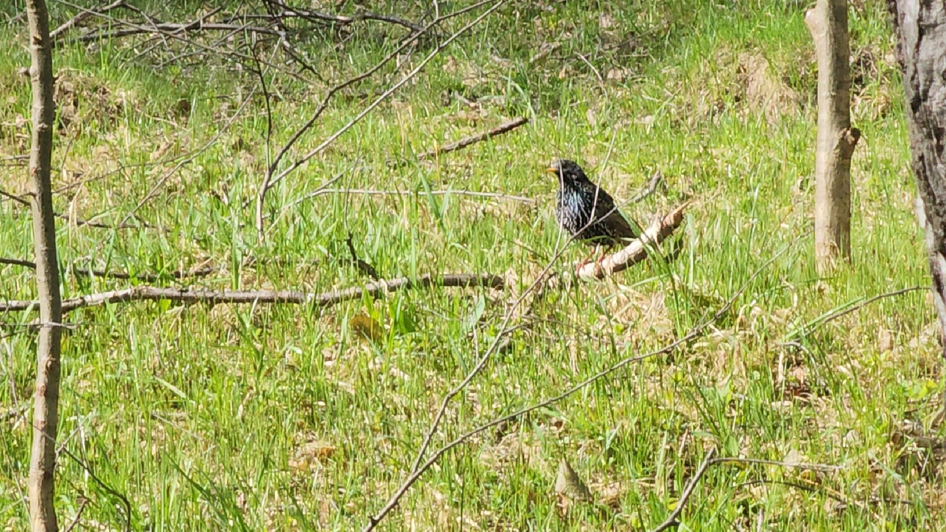 ступино, парки подмосковья, природа подмосковья, перелетные птицы,