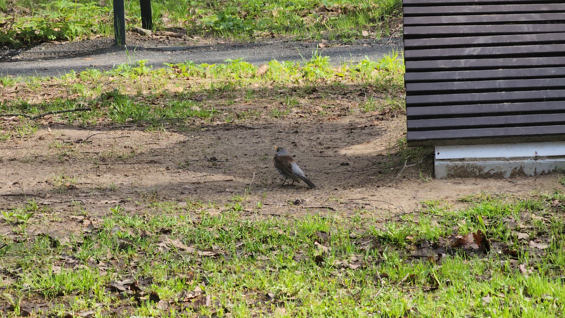 ступино, парки подмосковья, природа подмосковья, перелетные птицы,
