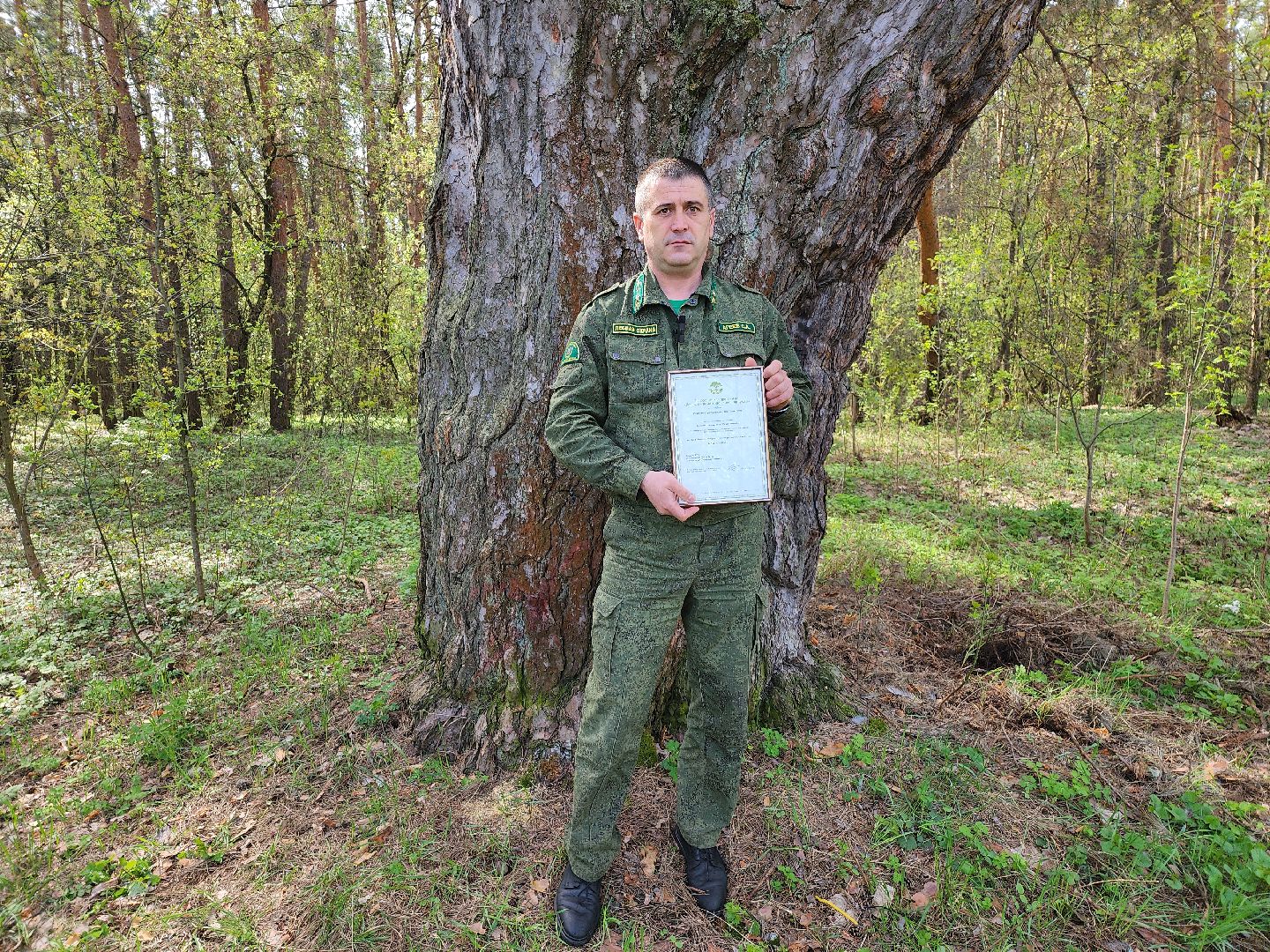 серпухов, подмосковье, русский лес, сосна,