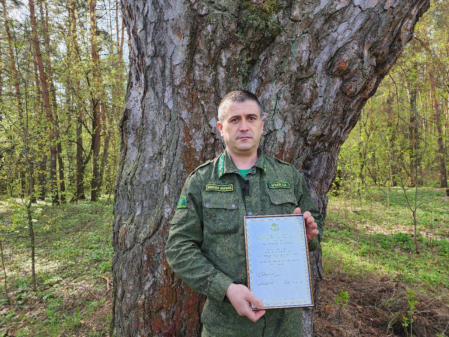 серпухов, подмосковье, русский лес, сосна,