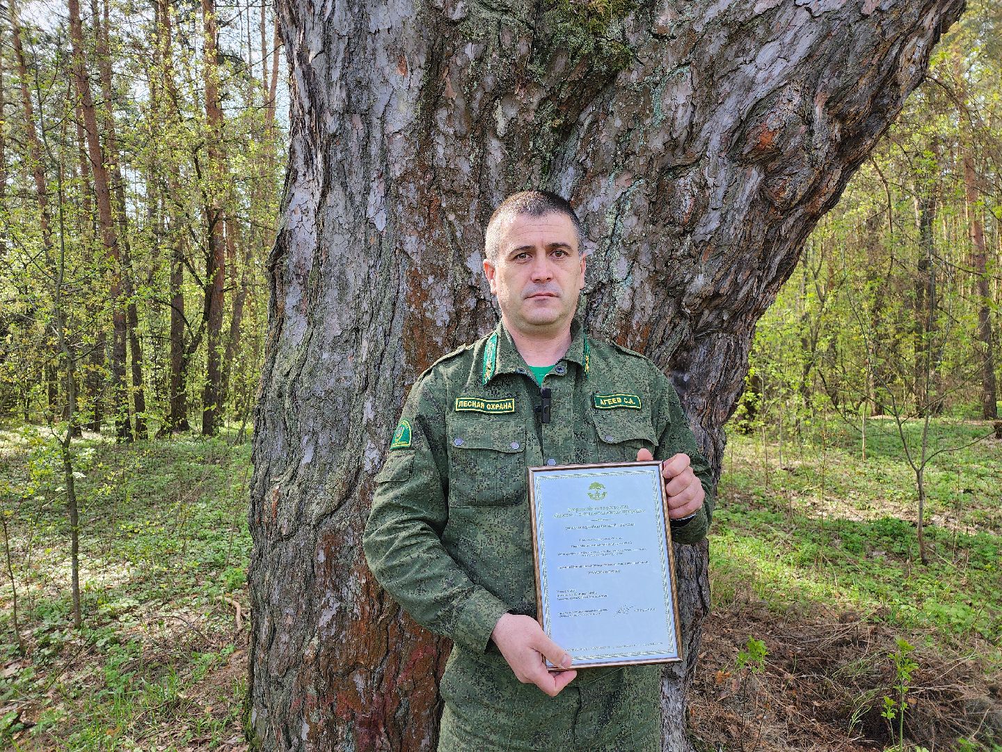 серпухов, подмосковье, русский лес, сосна,