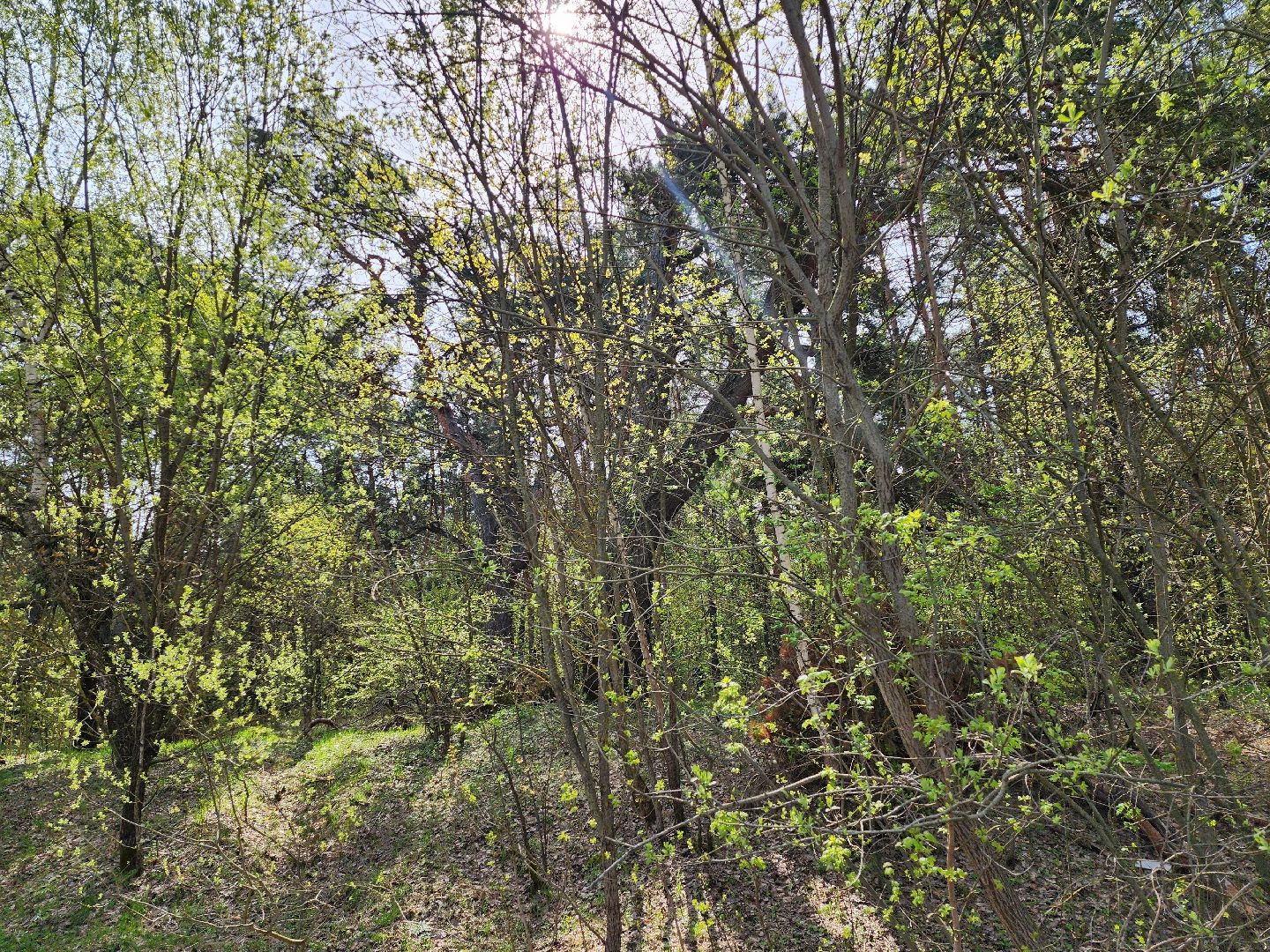 серпухов, подмосковье, русский лес, сосна,