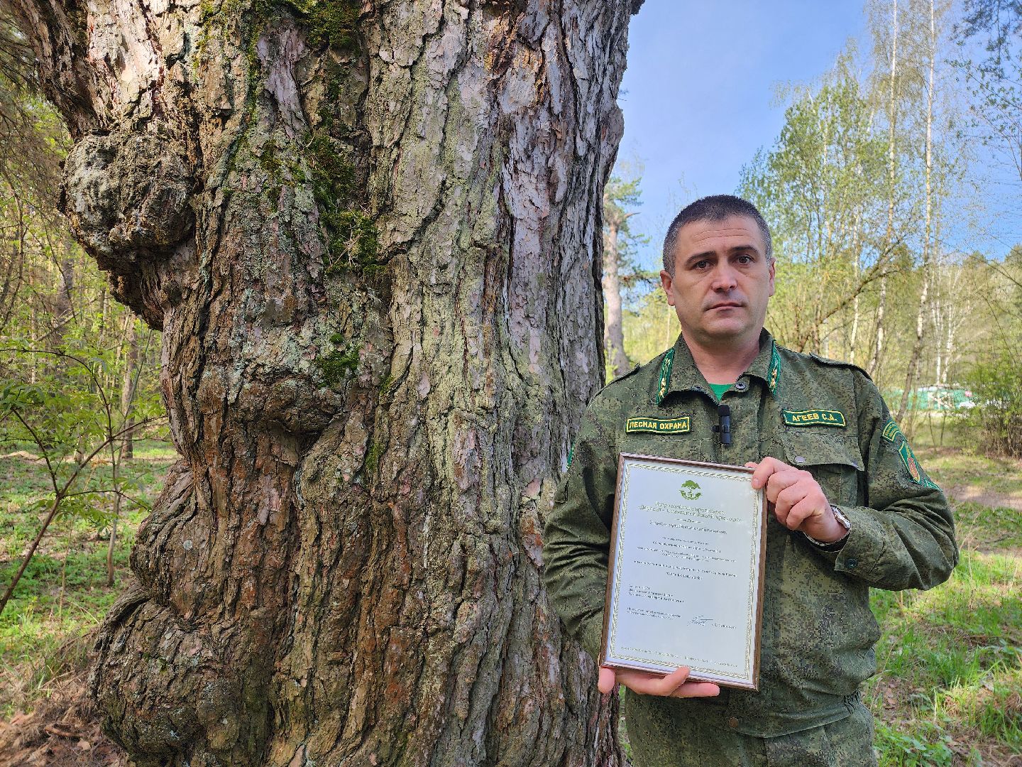 серпухов, подмосковье, русский лес, сосна,