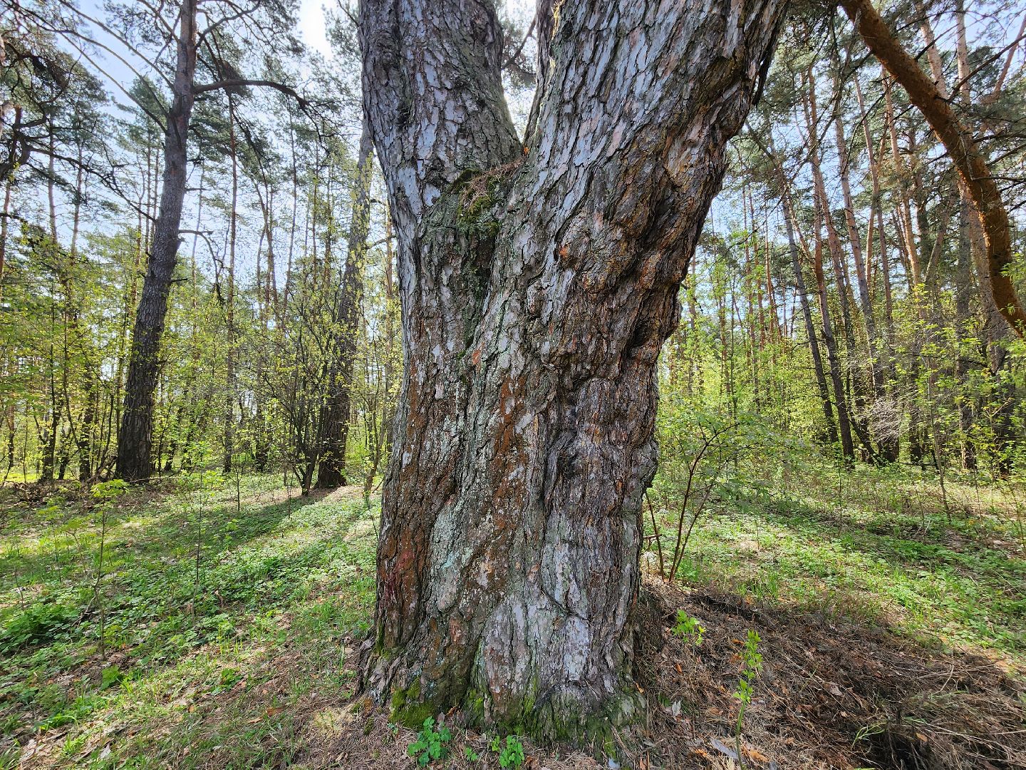 серпухов, подмосковье, русский лес, сосна,