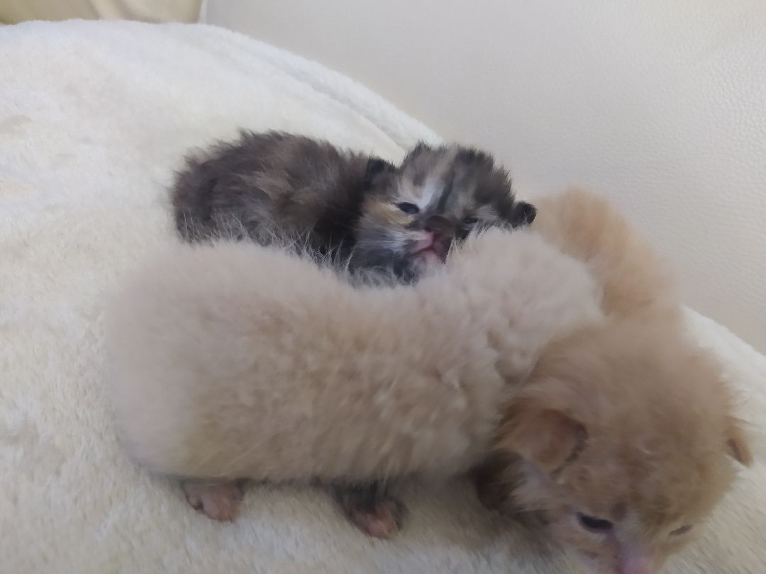 #Котята #Снегири #Подмосковье #Спасение #Спасениекотят #Кошки #Коты