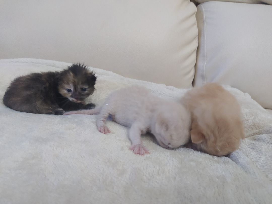 #Котята #Снегири #Подмосковье #Спасение #Спасениекотят #Кошки #Коты