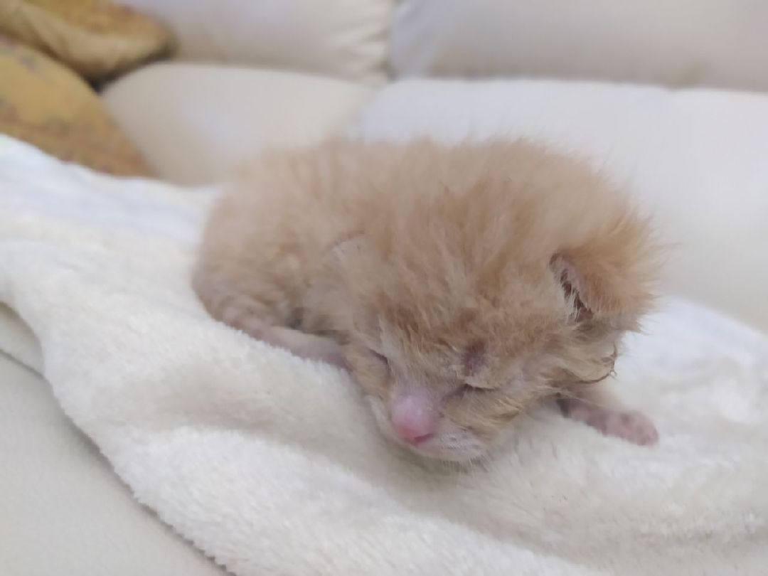 #Котята #Снегири #Подмосковье #Спасение #Спасениекотят #Кошки #Коты