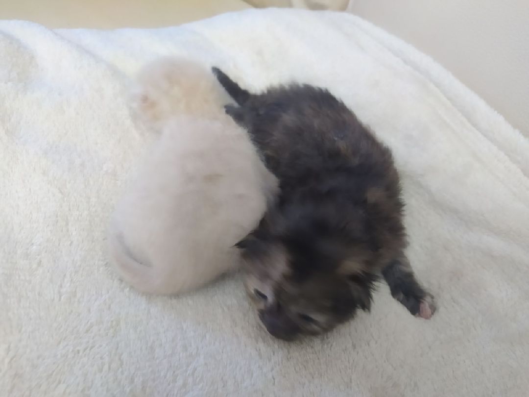 #Котята #Снегири #Подмосковье #Спасение #Спасениекотят #Кошки #Коты