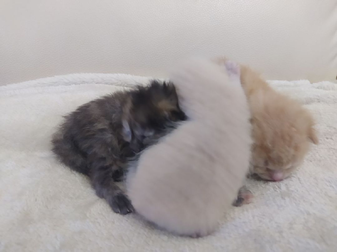 #Котята #Снегири #Подмосковье #Спасение #Спасениекотят #Кошки #Коты