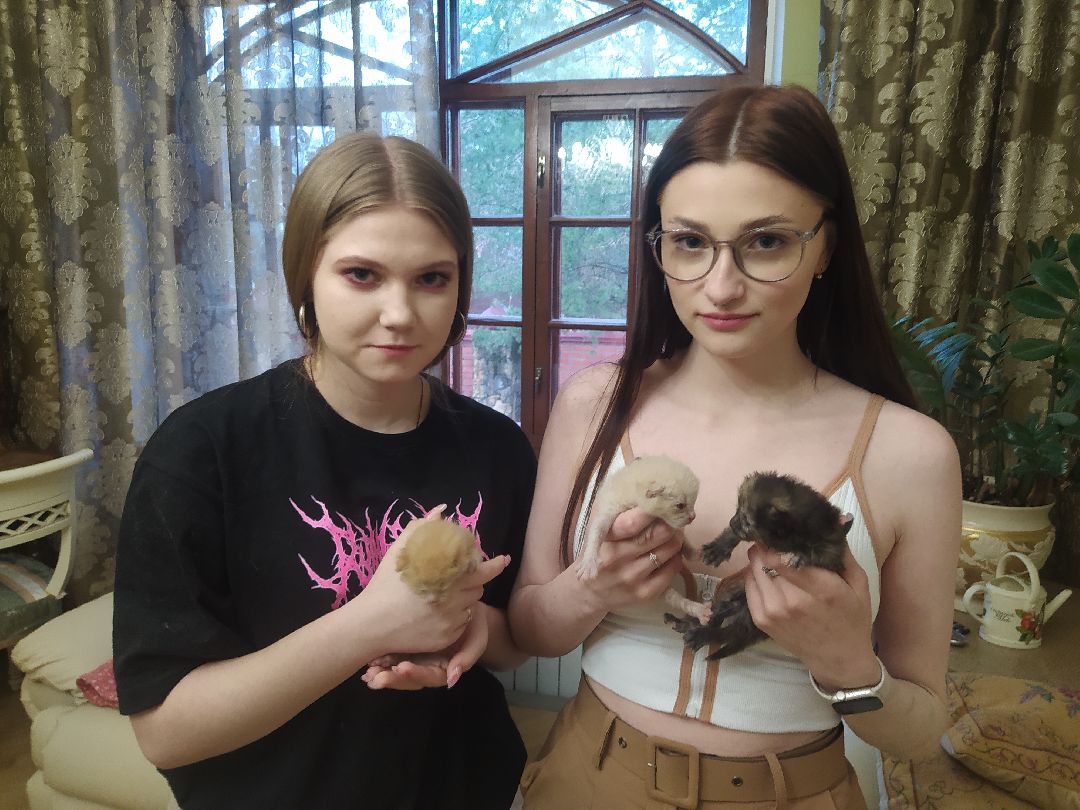 #Котята #Снегири #Подмосковье #Спасение #Спасениекотят #Кошки #Коты