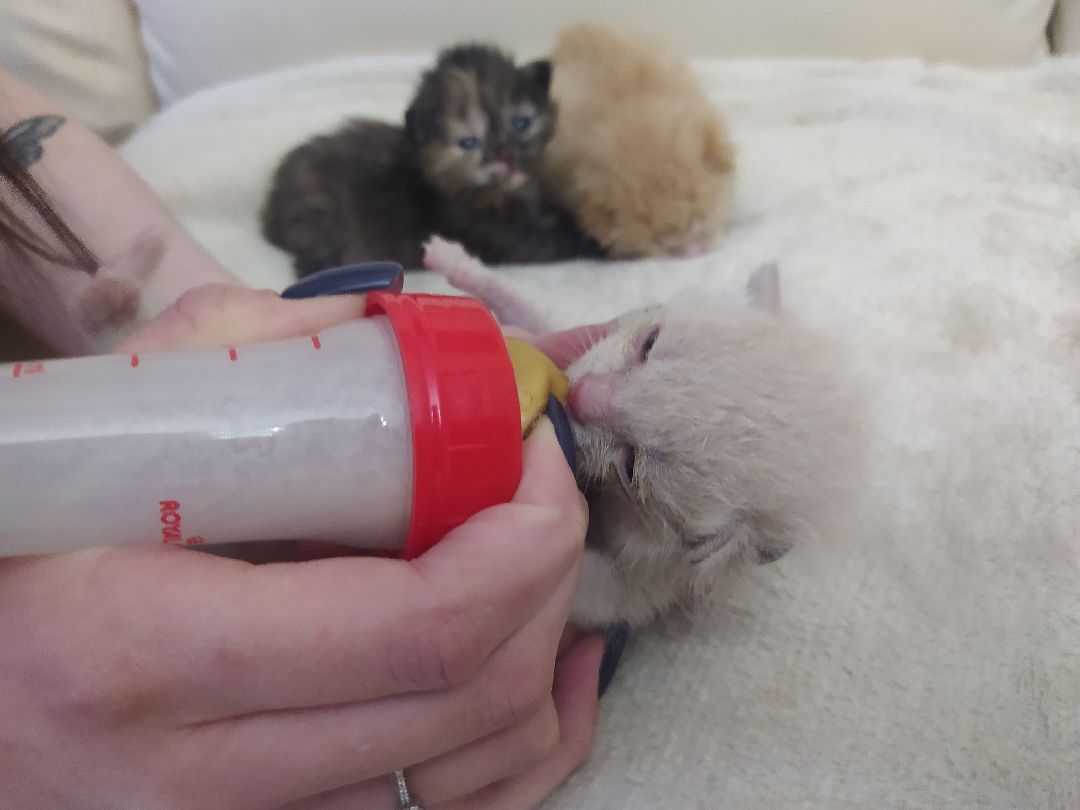 #Котята #Снегири #Подмосковье #Спасение #Спасениекотят #Кошки #Коты