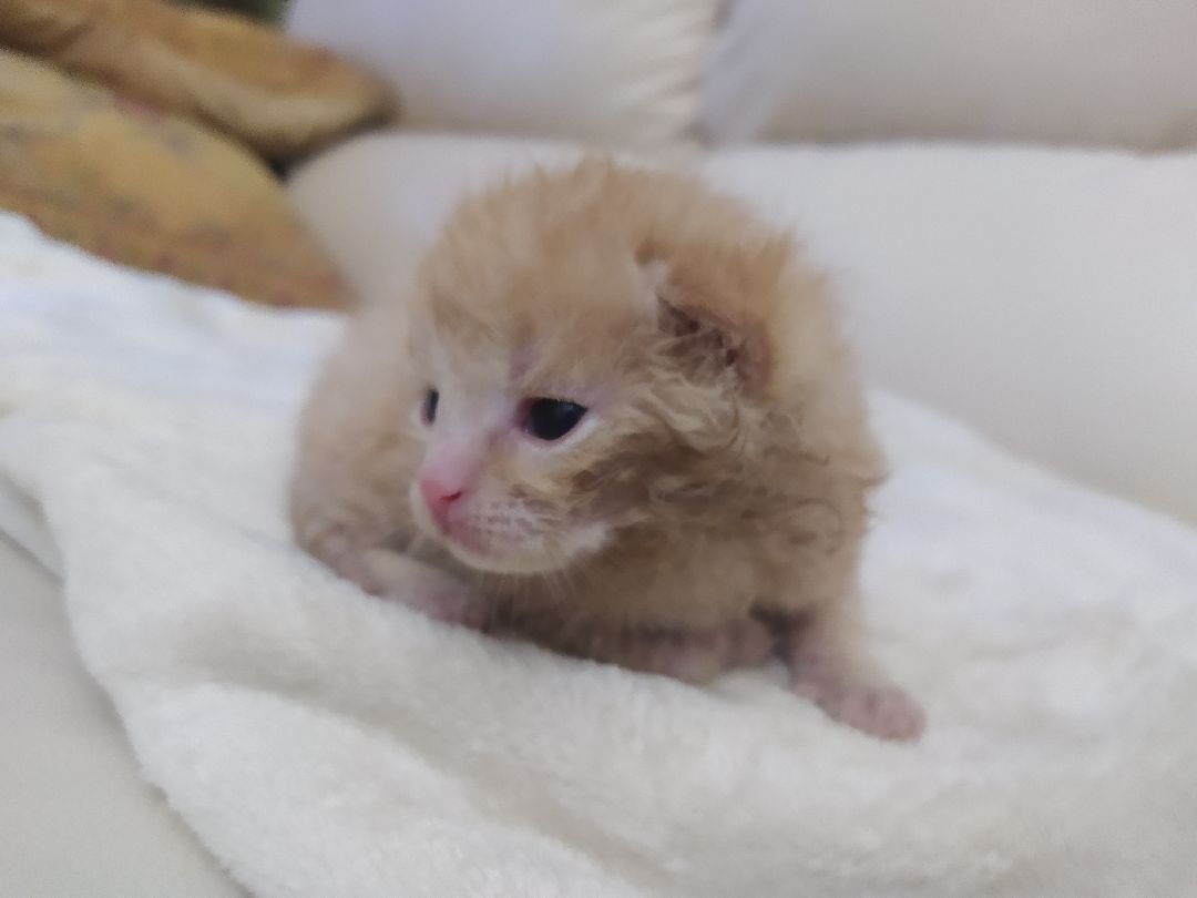 #Котята #Снегири #Подмосковье #Спасение #Спасениекотят #Кошки #Коты