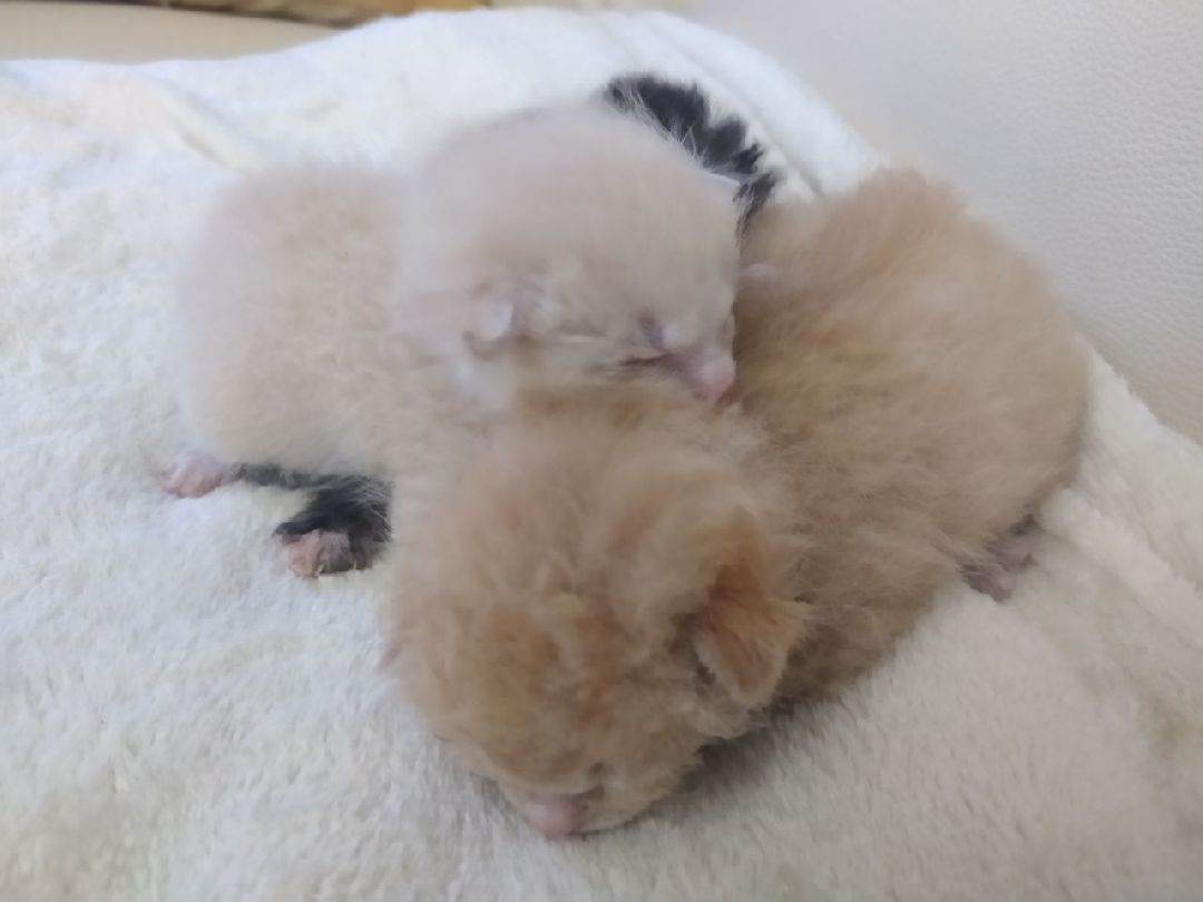 #Котята #Снегири #Подмосковье #Спасение #Спасениекотят #Кошки #Коты