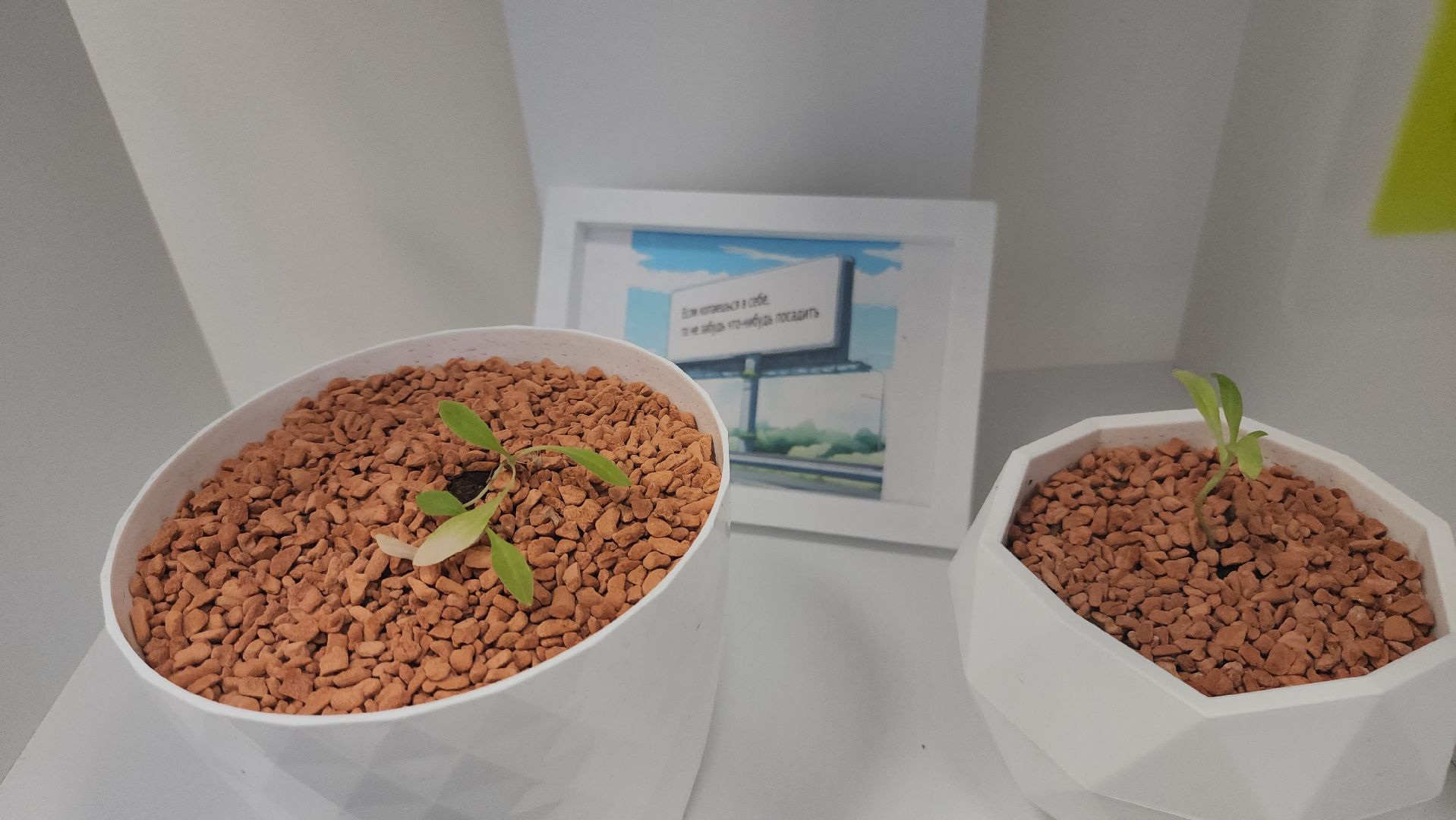 долгопрудный, мфти, Физтех сад, растения, ботаника, теплица, экология,