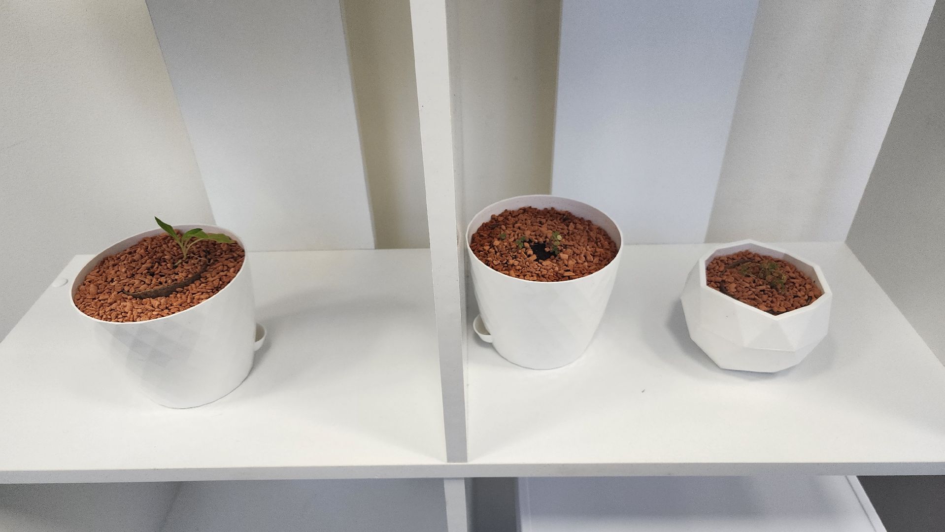 долгопрудный, мфти, Физтех сад, растения, ботаника, теплица, экология,