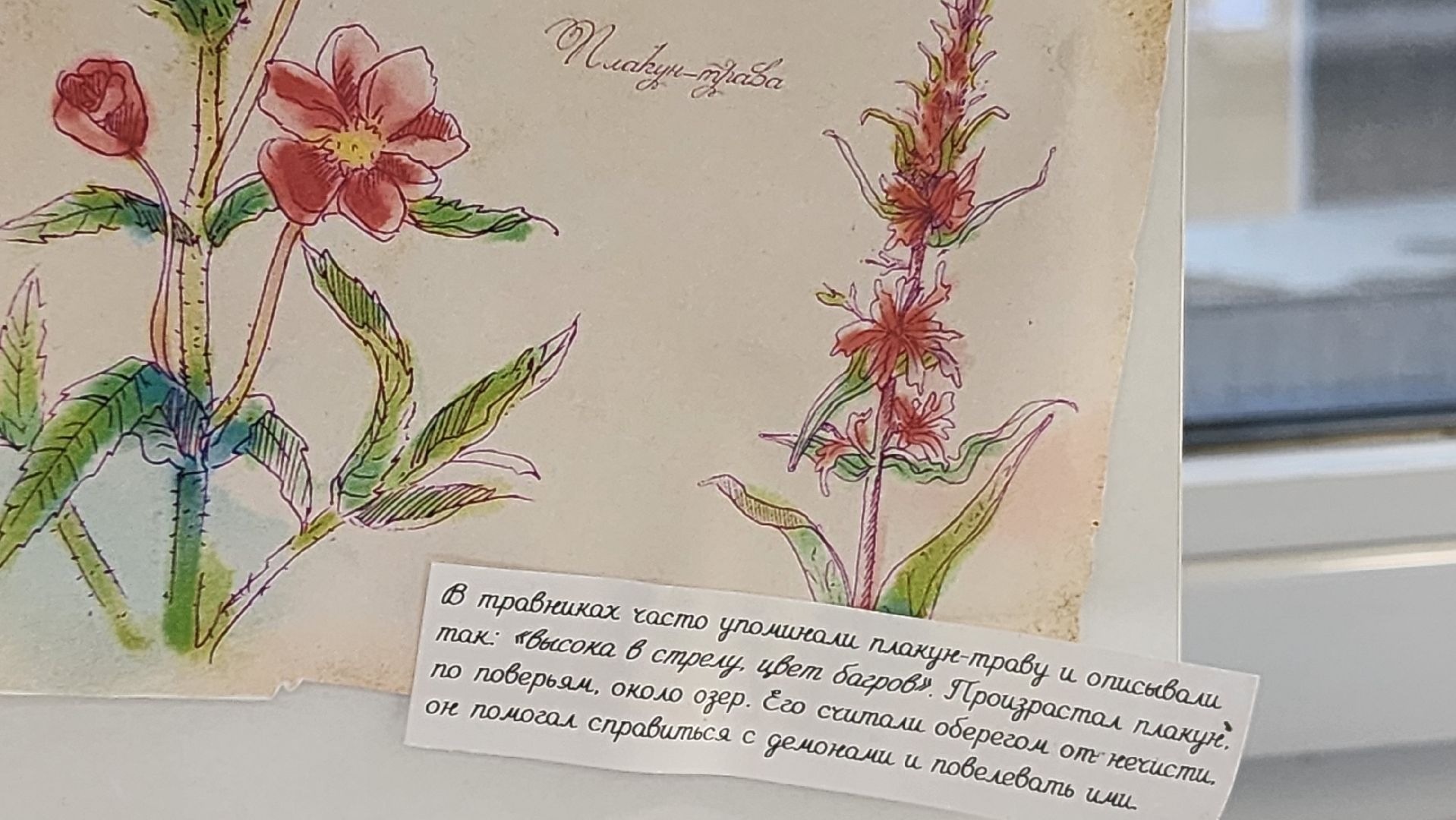 долгопрудный, мфти, Физтех сад, растения, ботаника, теплица, экология,