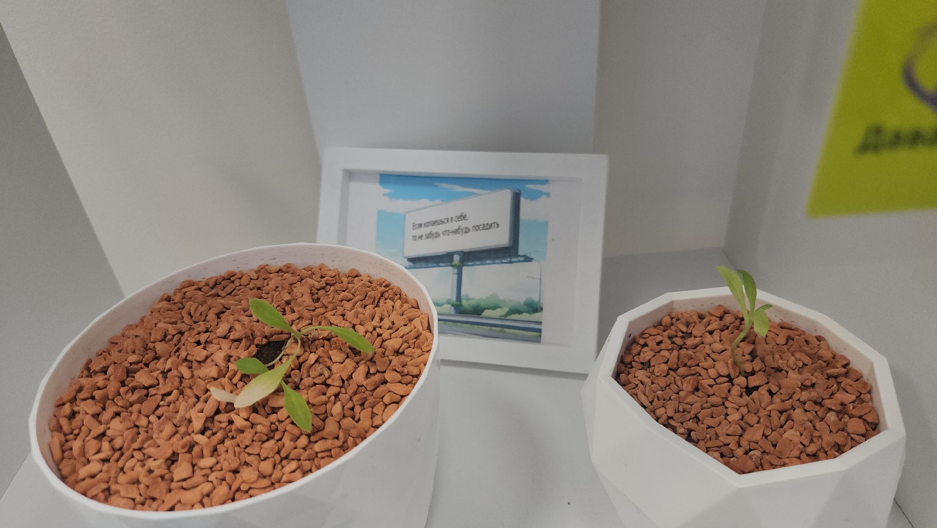 долгопрудный, мфти, Физтех сад, растения, ботаника, теплица, экология,