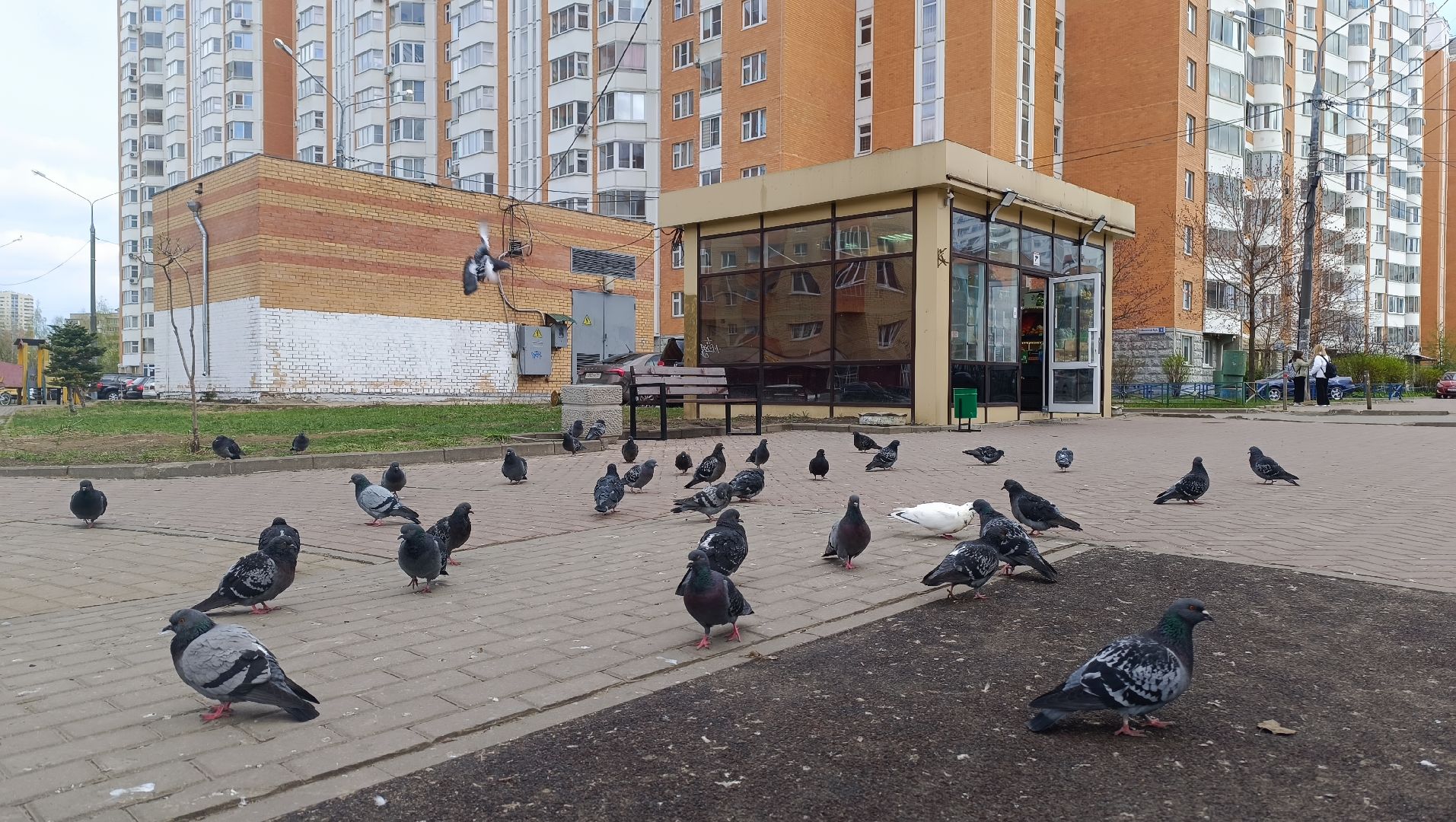 скамейки, сквер, лобня,