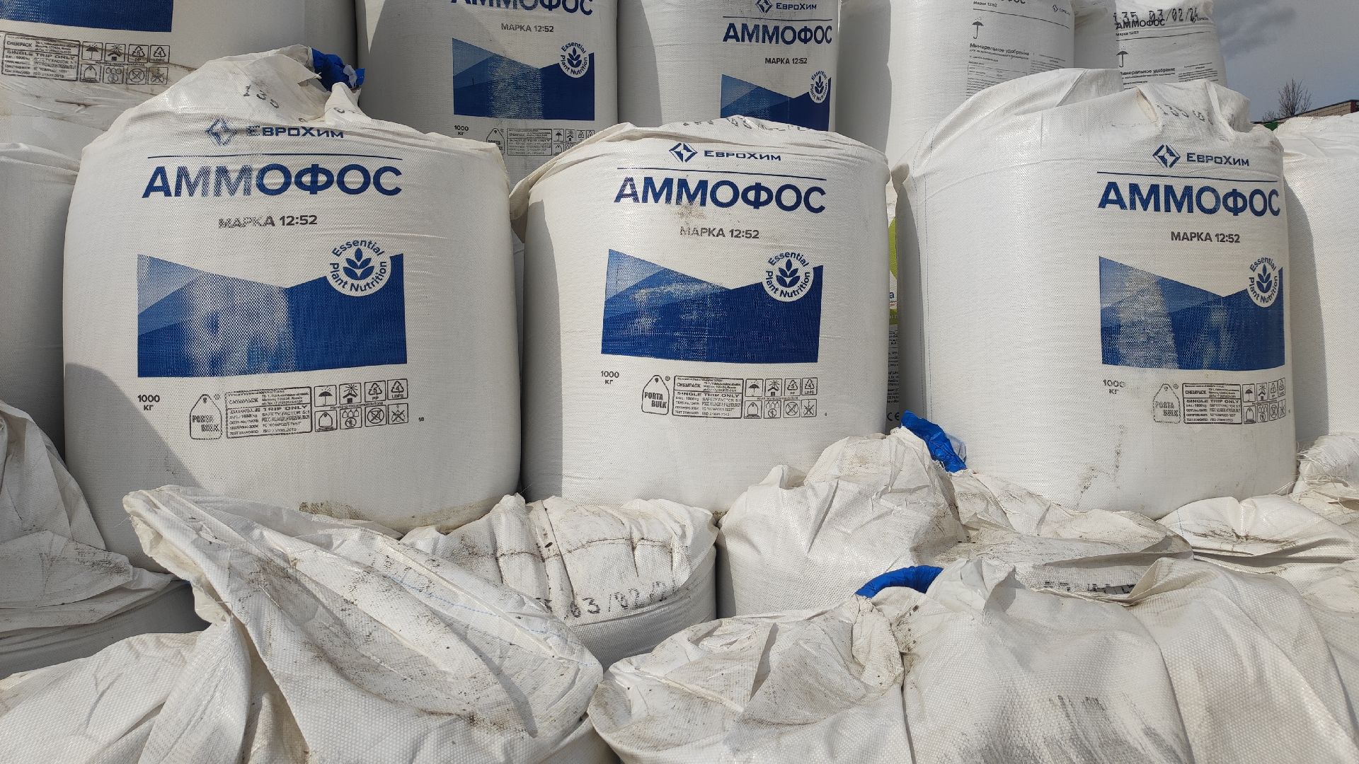 волоколамск, сельское хозяйство, молочный комплекс, животноводство, рапс, кукуруза, пшеница, рожь, молоко,