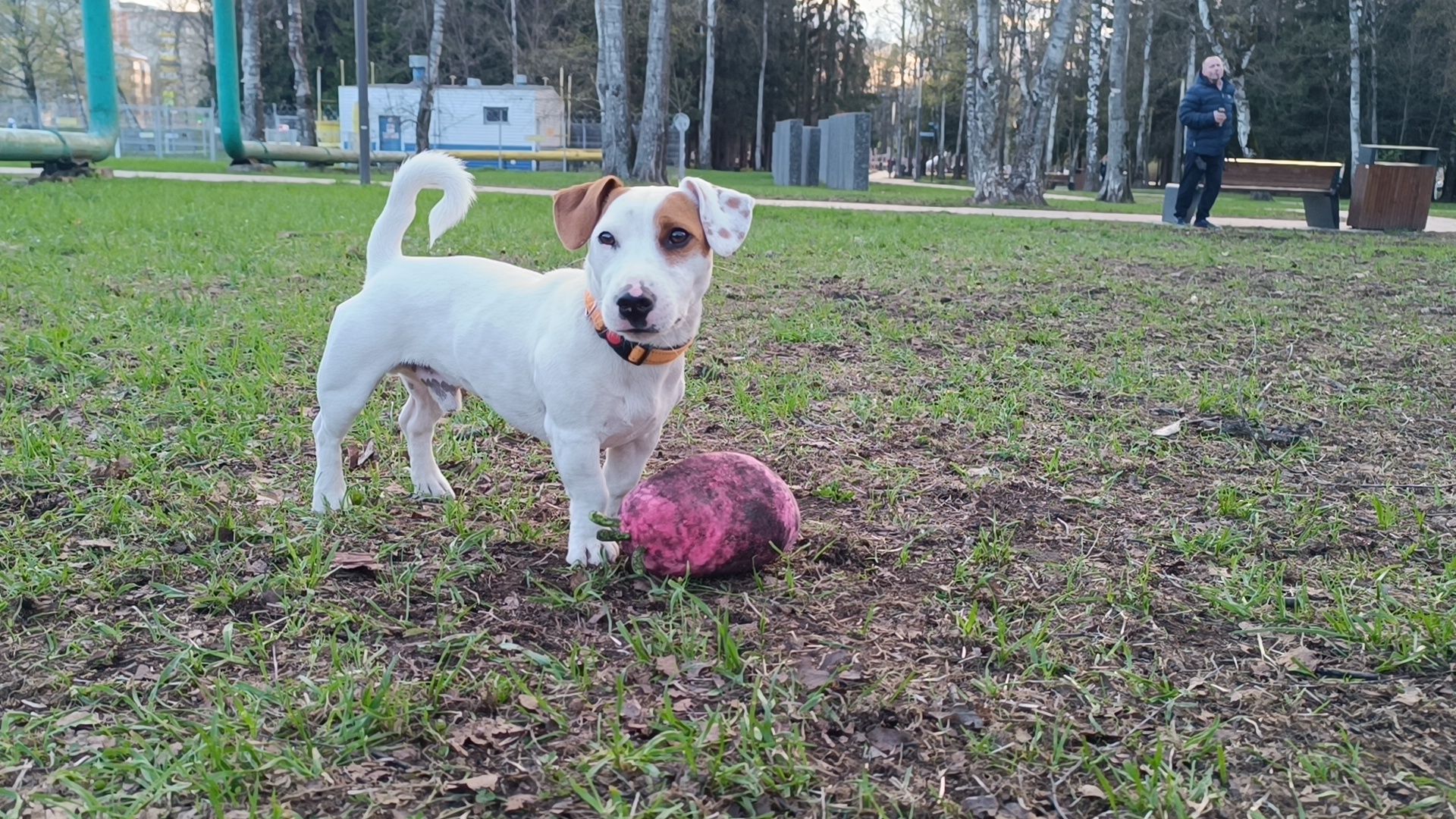 собака, клещи, парк, акция,