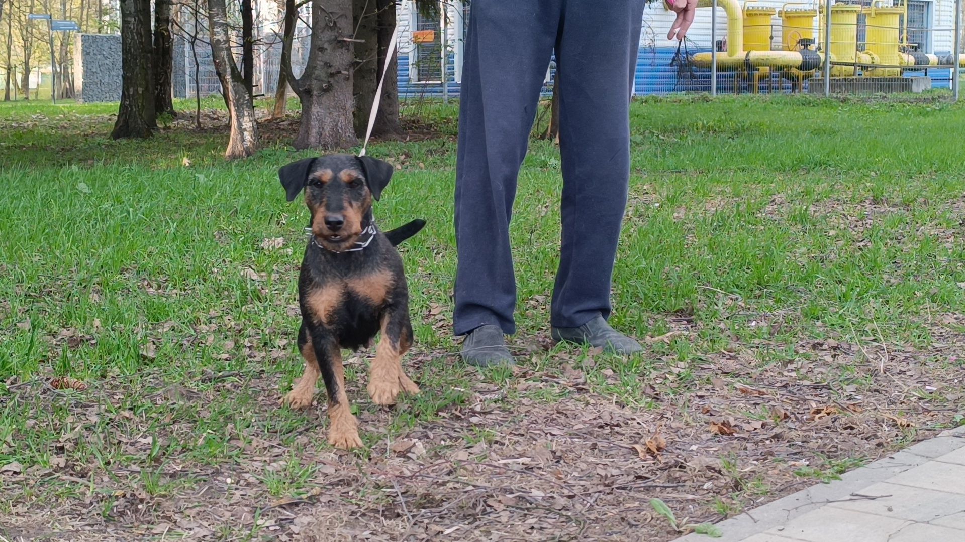 собака, клещи, парк, акция,