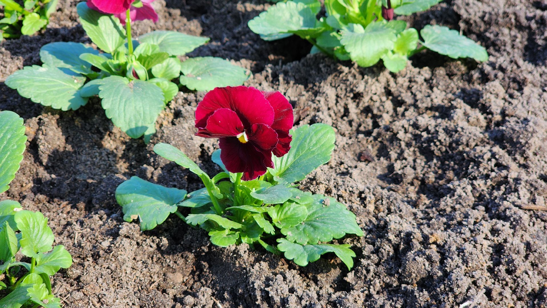 Егорьевск, Цветы, Благоустройство, Подмосковье, московская область,