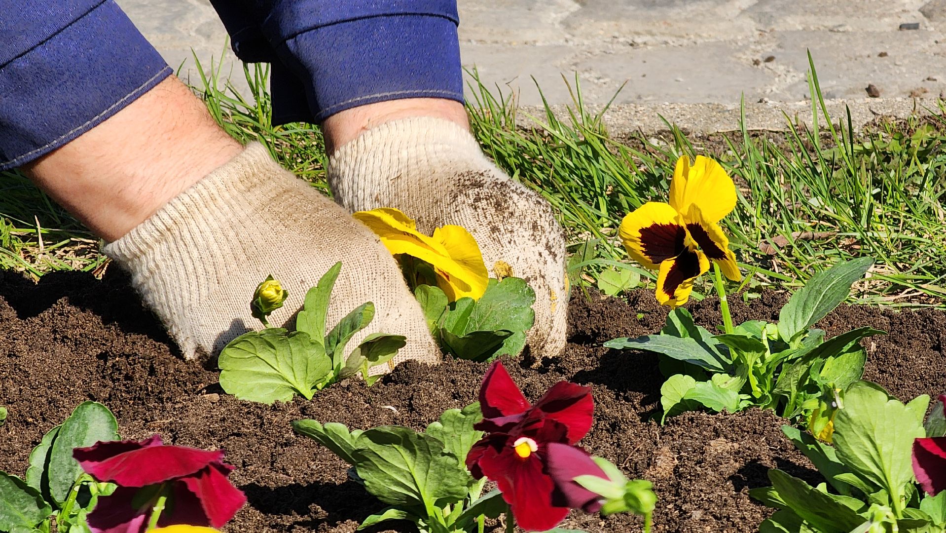 Егорьевск, Цветы, Благоустройство, Подмосковье, московская область,